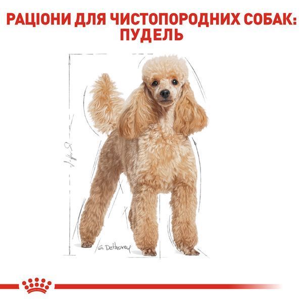 Сухий корм для собак Royal Canin POODLE ADULT 500 г R448522 фото