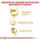 Сухий корм для собак Royal Canin POODLE ADULT 500 г R448522 фото 4