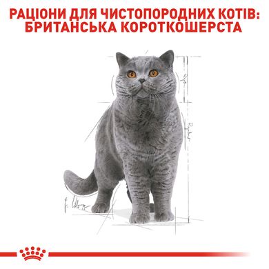 Упаковка вологого корму для дорослих котів ROYAL CANIN BRITISH SHORTHAIR ADULT 85 г x 12 шт.