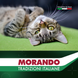 Сухий корм для котів Morando Tradizioni зі свининою, горохом та буряком 400 g 02765 фото 5