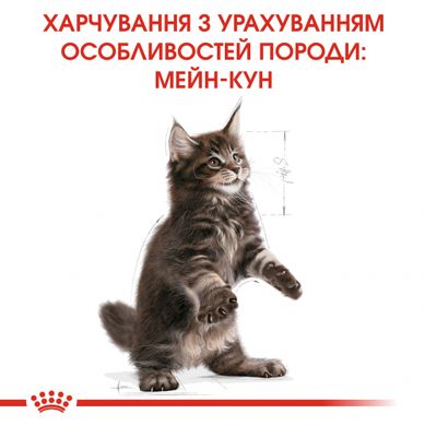 Сухий корм для кошенят ROYAL CANIN MAINECOON KITTEN 0.4 кг