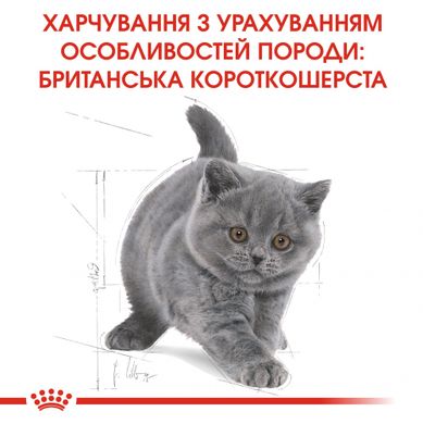 Сухий корм для кошенят ROYAL CANIN KITTEN BRITISH SHORTHAIR 2 кг