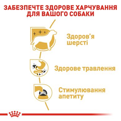 Упаковка вологого корму для дорослих собак ROYAL CANIN CHIHUAHUA ADULT 85 г x 12 шт.