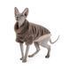 Одяг для котів Pet Fashion Светр Tim ТМ для кота, М кавовий РR442614***** фото 2